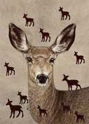 Mule Deer Image